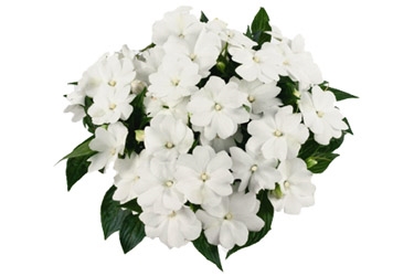 Impatiens Tamarinda White Variety Label.jpg